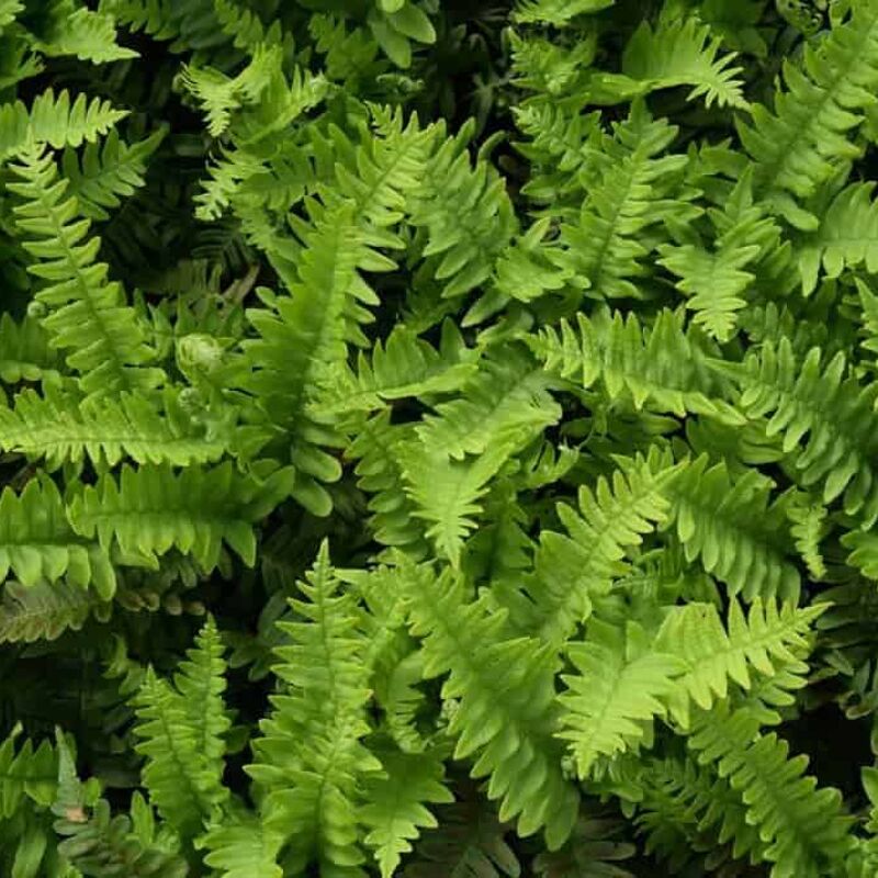 Polypodium vulgare ---